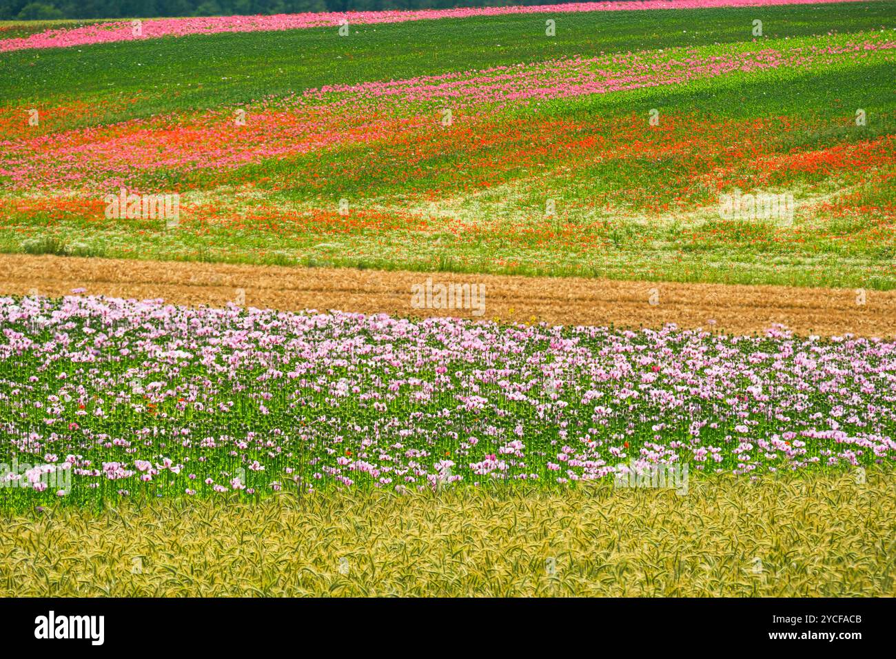 Europa, Deutschland, Hessen, Nordhessen, Naturpark Meißner-Kaufunger Wald, OpiumMohnfelder bei Germerode Stockfoto