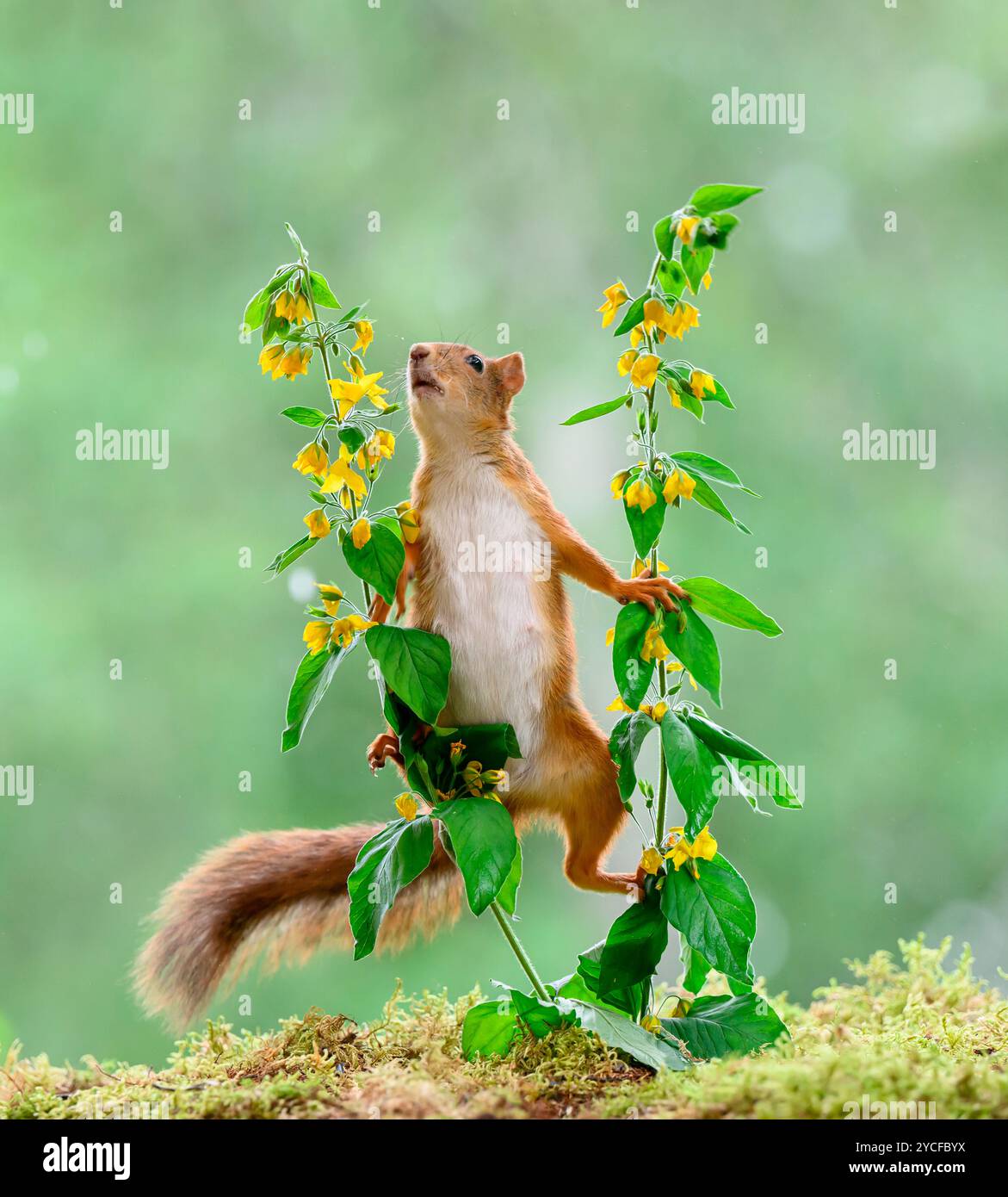 Rotes Eichhörnchen mit gelbem Fleiß Stockfoto