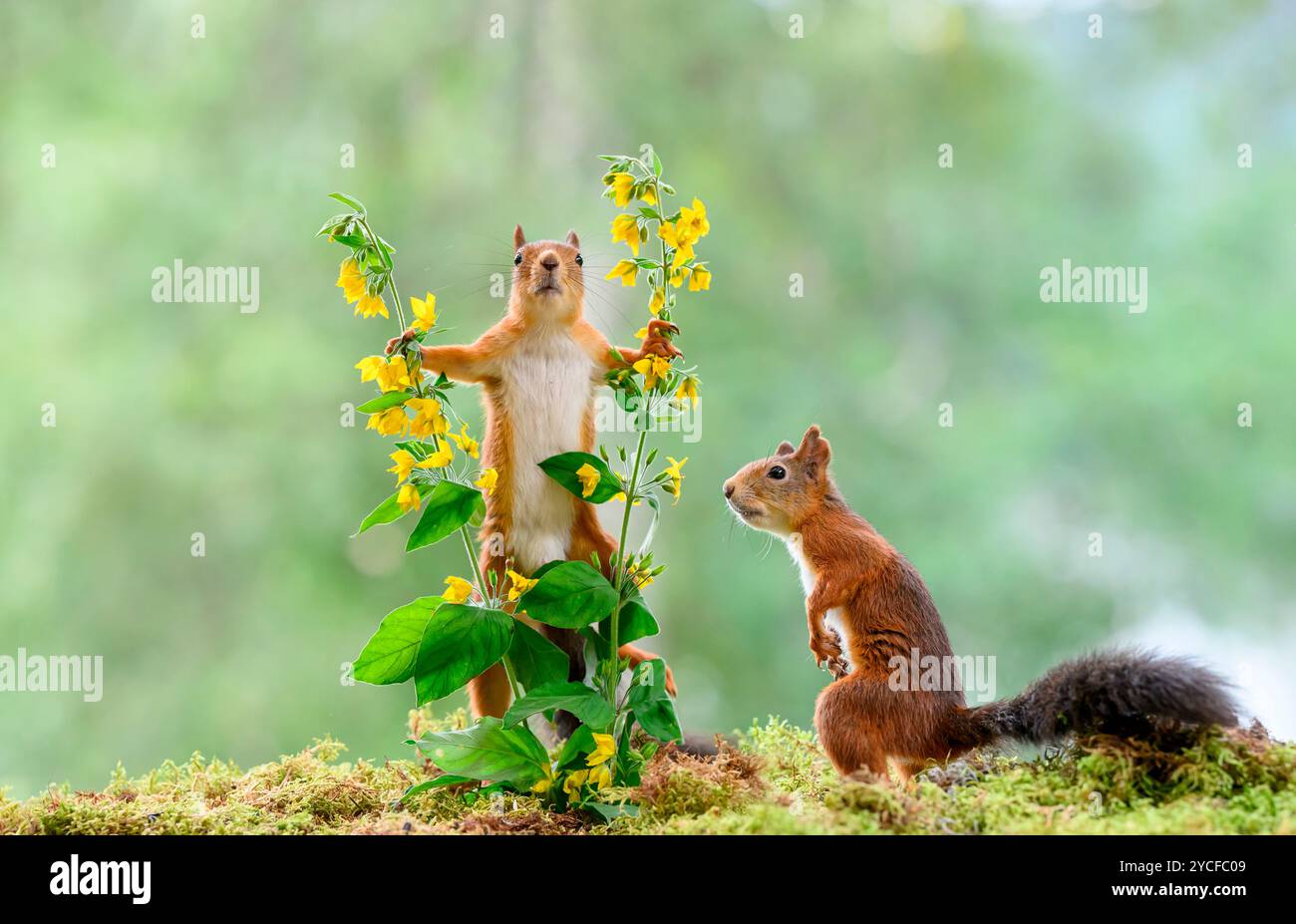 Rote Eichhörnchen mit gelber Loosestrife Stockfoto