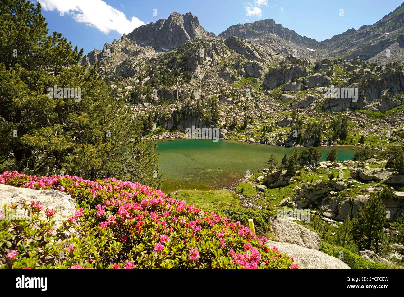 Azalea in Blüte am Gletschersee Estany de les Obagues de Ratera oder Lagunas Llosas im Nationalpark Aigüestortes i Estany de Sant Maurici, Katalonien, Spanien, Europa Stockfoto