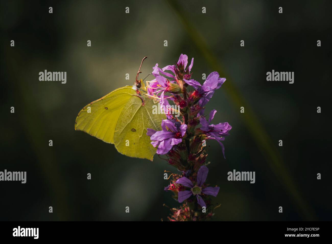 Zitronenfalter (Gonepteryx rhamni), Schmetterling (Schmetterling) an einer violetten Blume im Ostallgäu, Allgäu, Schwaben, Bayern, Deutschland, Europa Stockfoto