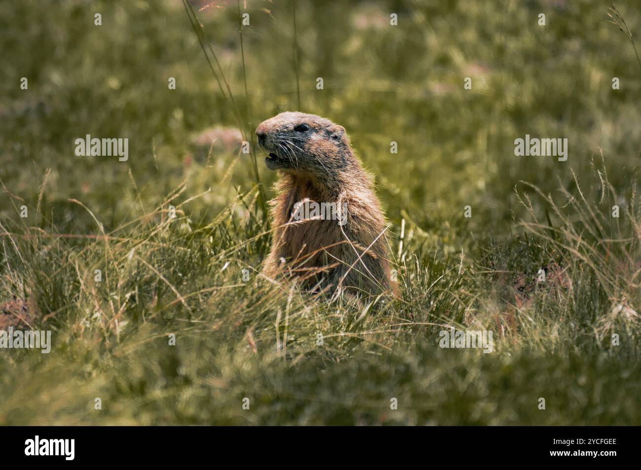 Nahaufnahme eines Murmeltieres (Marmota) im Sommer in den Allgäuer Hochalpen, Oberallgäu, Allgäu, Schwaben, Bayern, Deutschland, Europa Stockfoto
