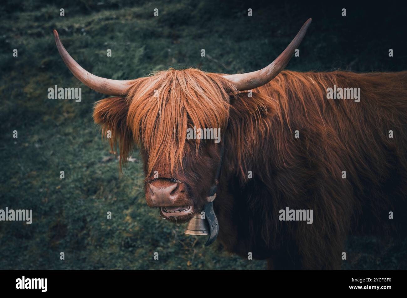 Porträt eines jungen schottischen Hochlandrindes auf einer Tiroler Almweide in Osterreich Stockfoto