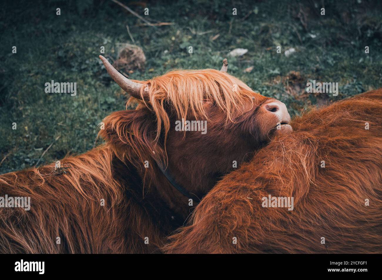 Porträt eines jungen schottischen Hochlandrindes auf einer Tiroler Almweide in Osterreich Stockfoto