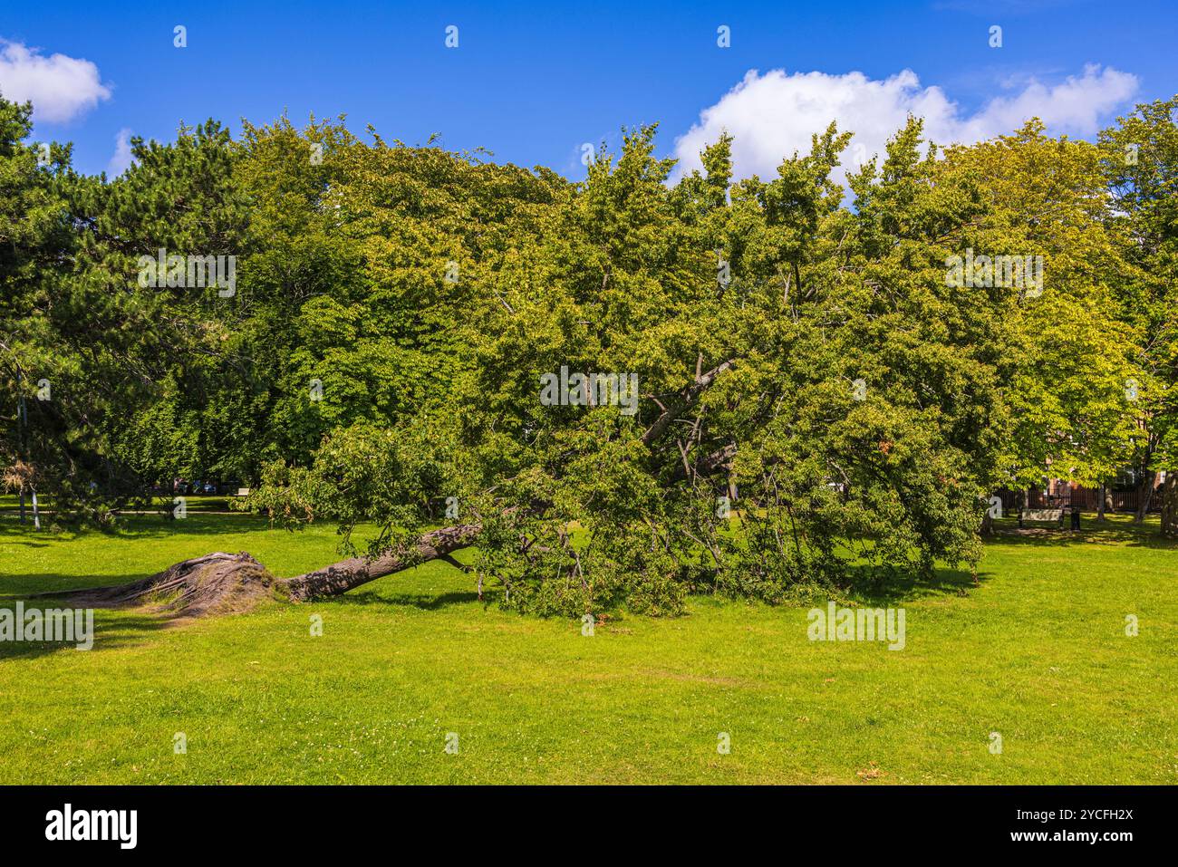 Blauer Himmel über grünen Bäumen, umgefallener Baum Stockfoto