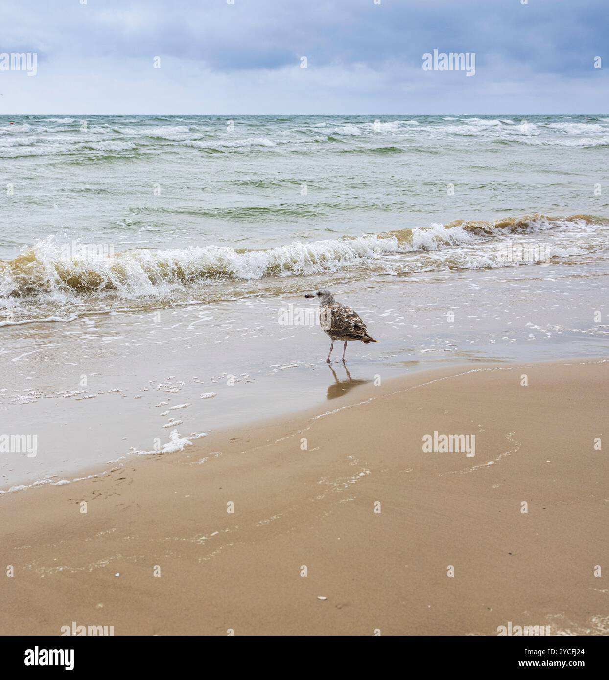 Eine Mew-Möwe (Larus canus) am Ufer Stockfoto