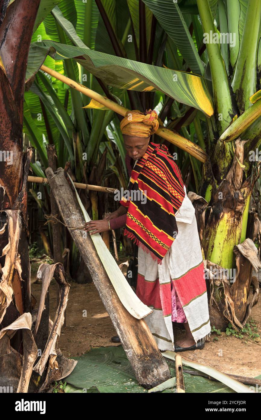 Eine Frau aus der Dorze-Gruppe extrahiert Pflanzenfasern aus einem Blatt der Abessinischen Faserbanane (Ensete ventricosum) im Omo-Tal, Äthiopien Stockfoto