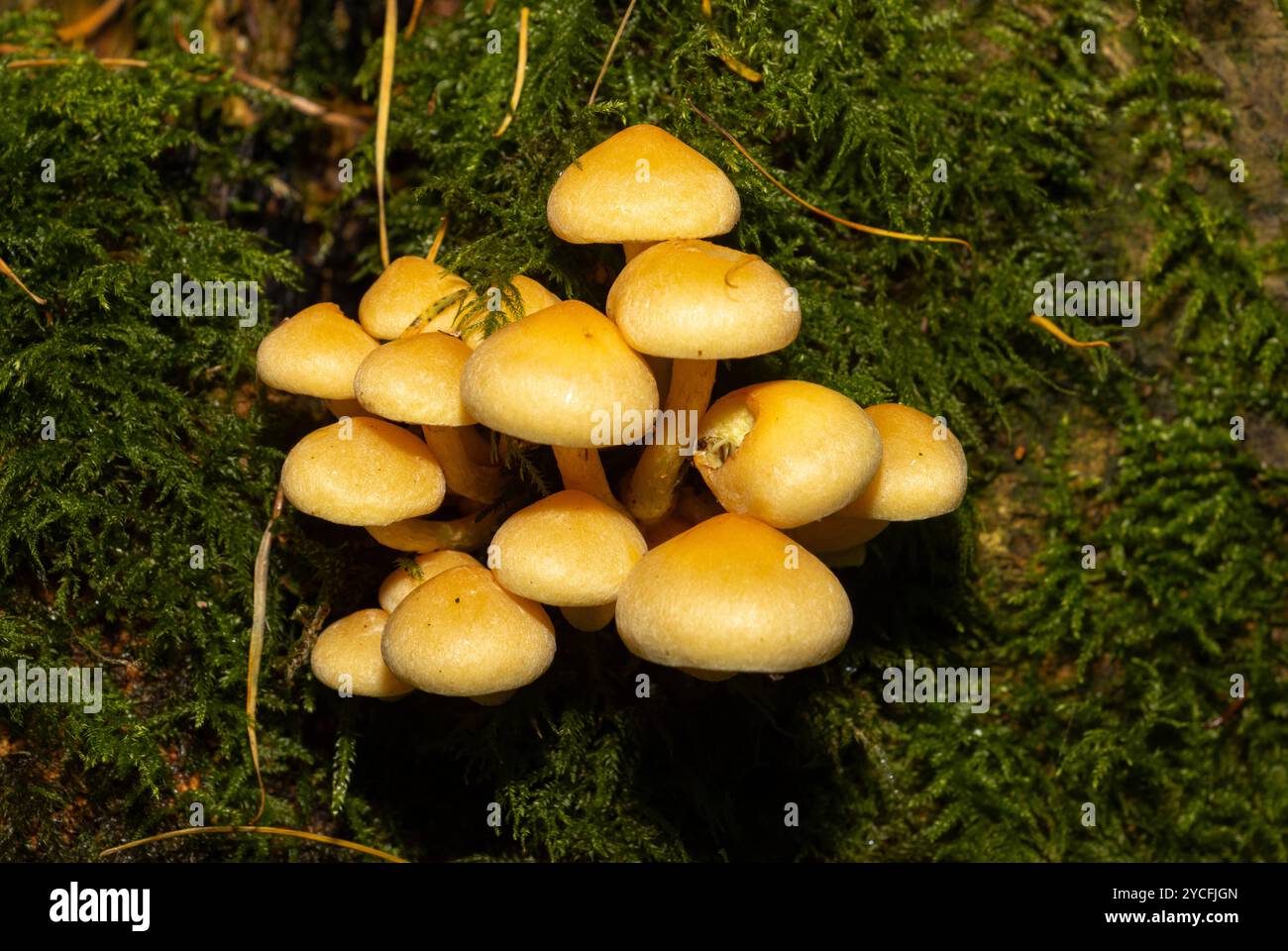 Die Conifer Tuft ist auf totes Nadelholz spezialisiert. Die Stipes sind oft gebogen und wachsen in engen Klümpchen. Der Sonnenschirm wird flacher, wenn er wächst Stockfoto