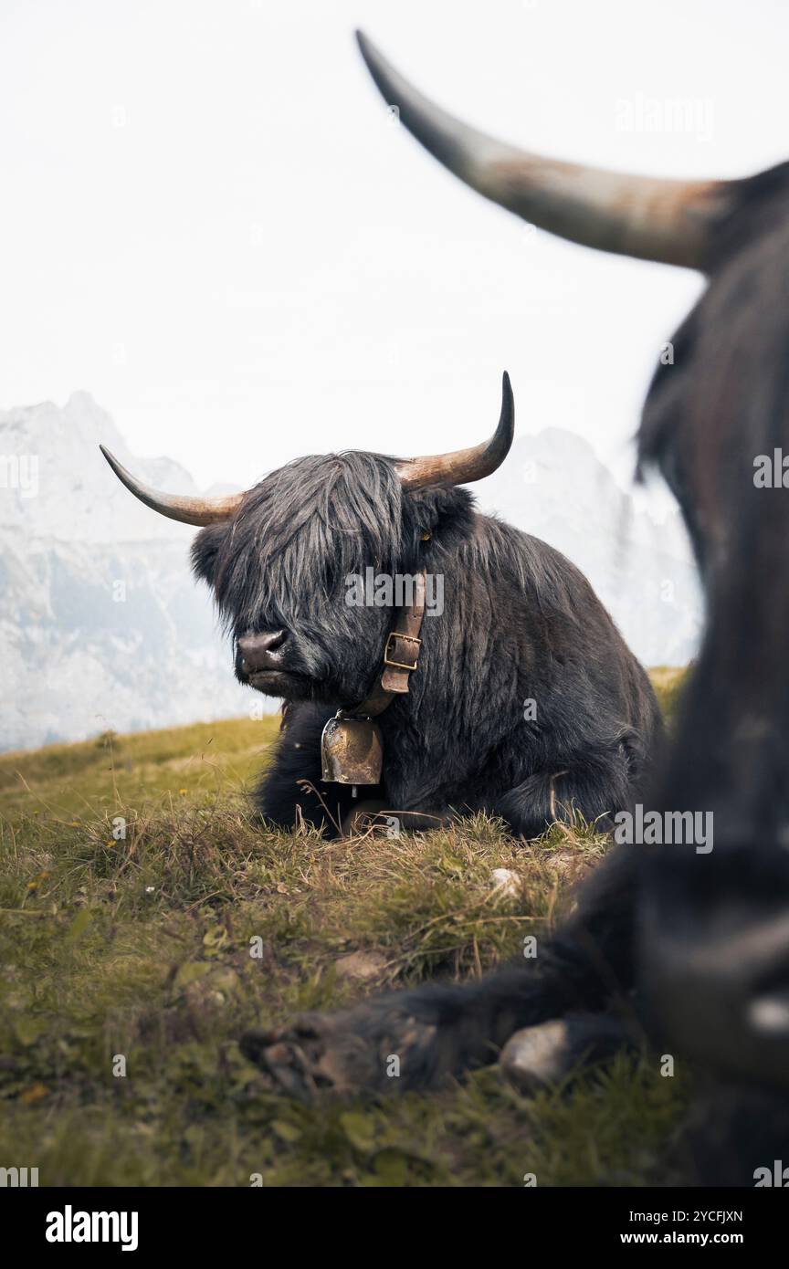 Zwei schwarze schottische Hochlandrinder mit Kuhglocke um den Hals auf einer Tiroler Alm in Österreich. Berge im Hintergrund Stockfoto