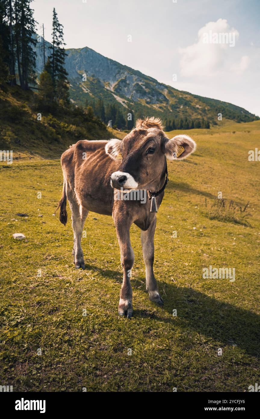 Schumpen, Kalb, Jungkuh (Braunvieh) auf einer sommerlichen Bergwiese im Allgäu Stockfoto