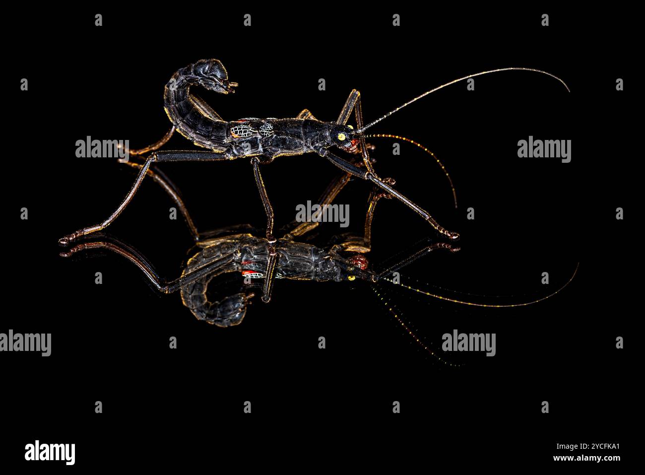 Ein schwarzes Gehstock-Insekt Stockfoto