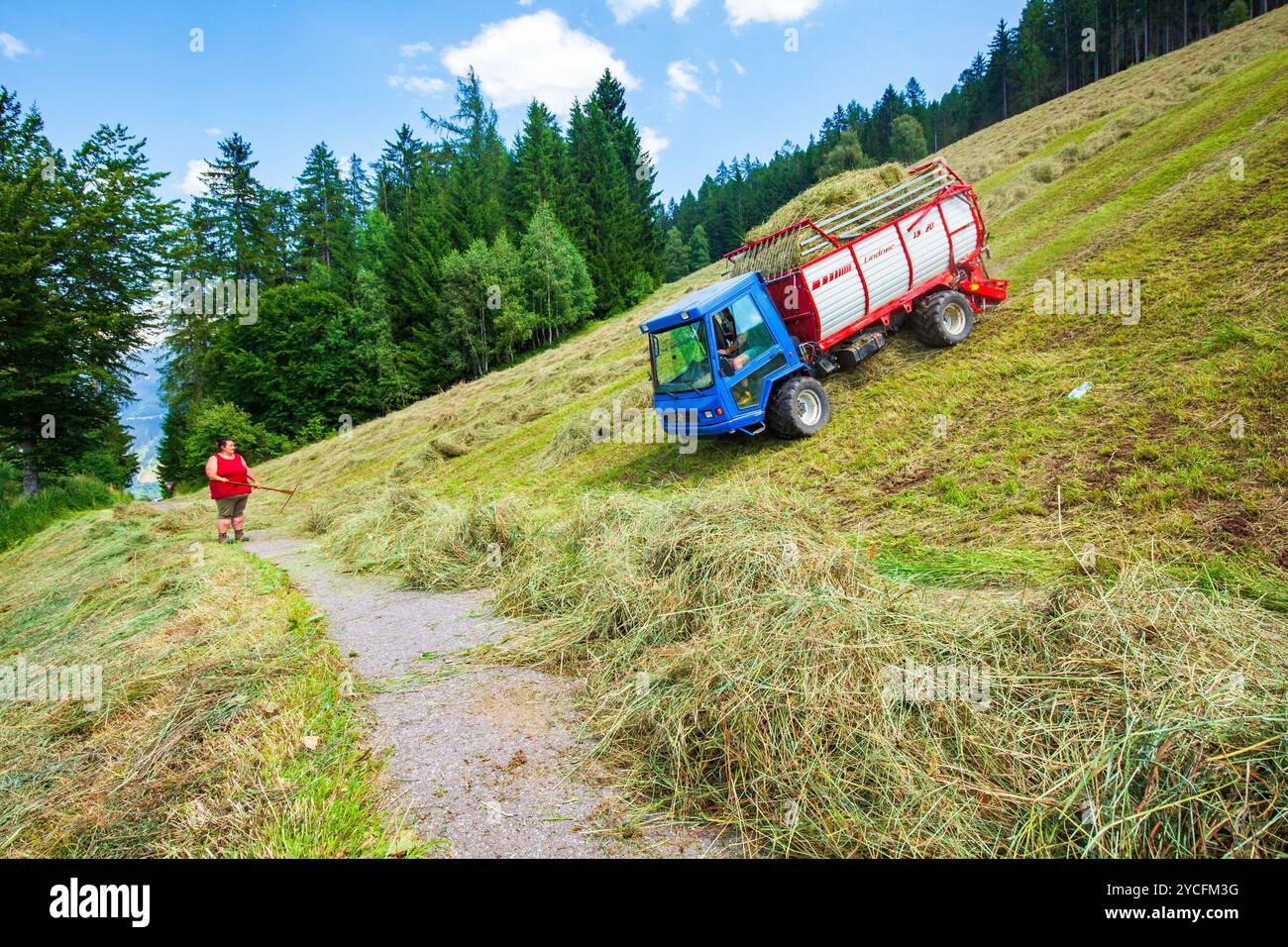 Heuernte auf steilen Bergwiesen im Ultental, Südtirol, Italien Stockfoto