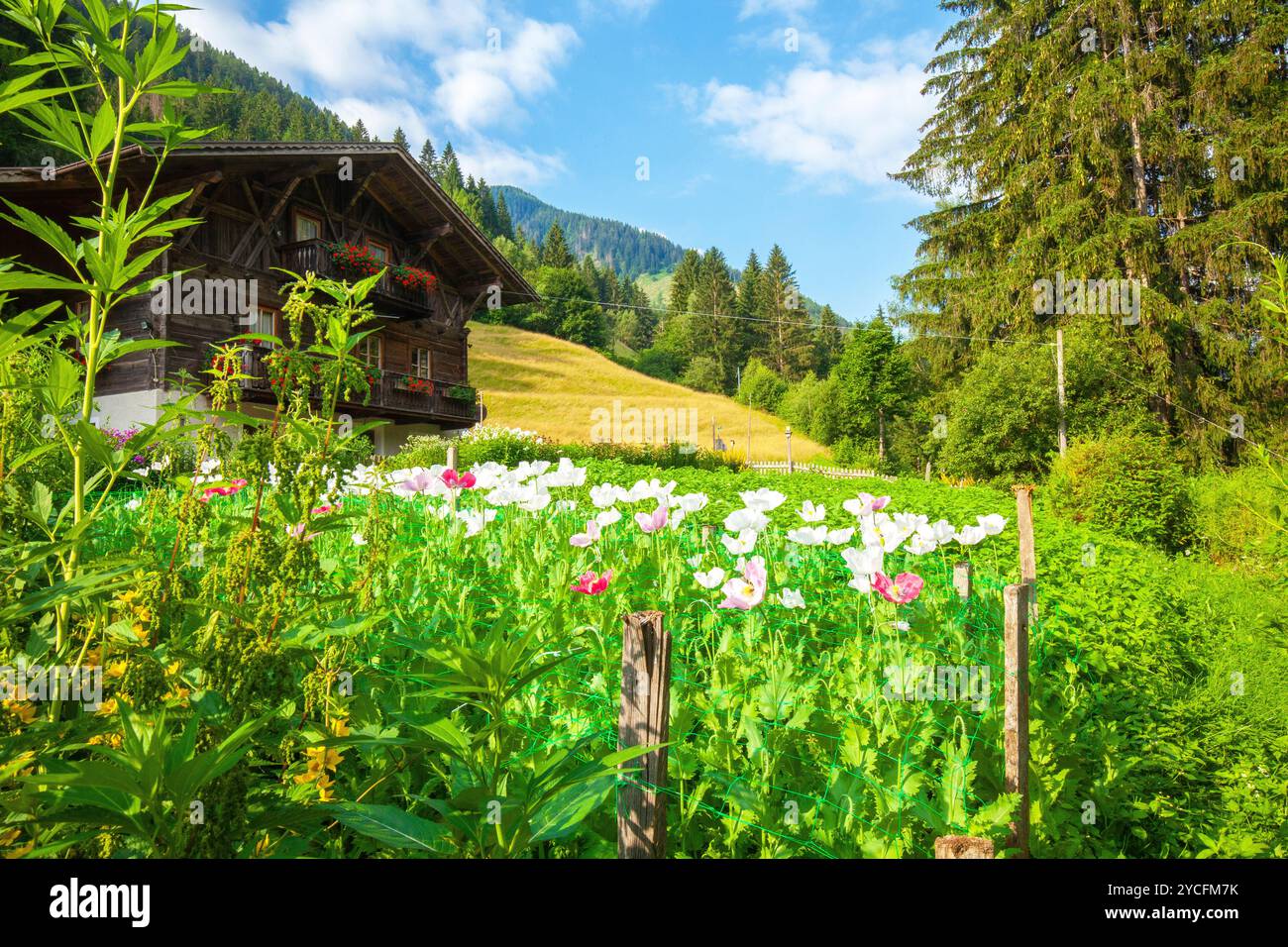 Bergbauernhof mit Garten und Mohn im Vordergrund, Ultental, Südtirol, Italien Stockfoto