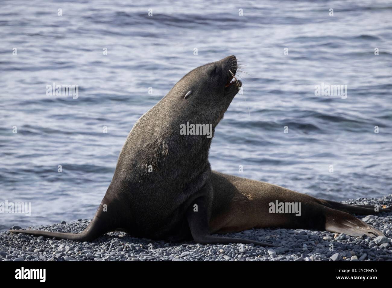 Seehunde am Strand. Half Moon Island, South Shetland Islands, Antarktis. Stockfoto