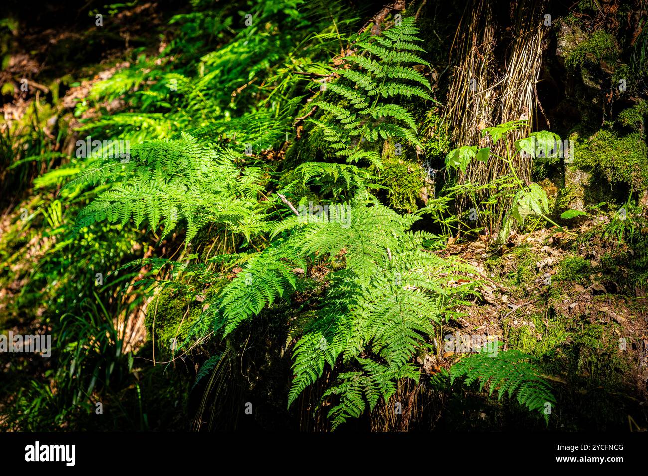 Morgenbachtal im Binger Wald ist das Tal auch Teil des Rheinburgenweges und des Soonwaldsteigs. Stockfoto