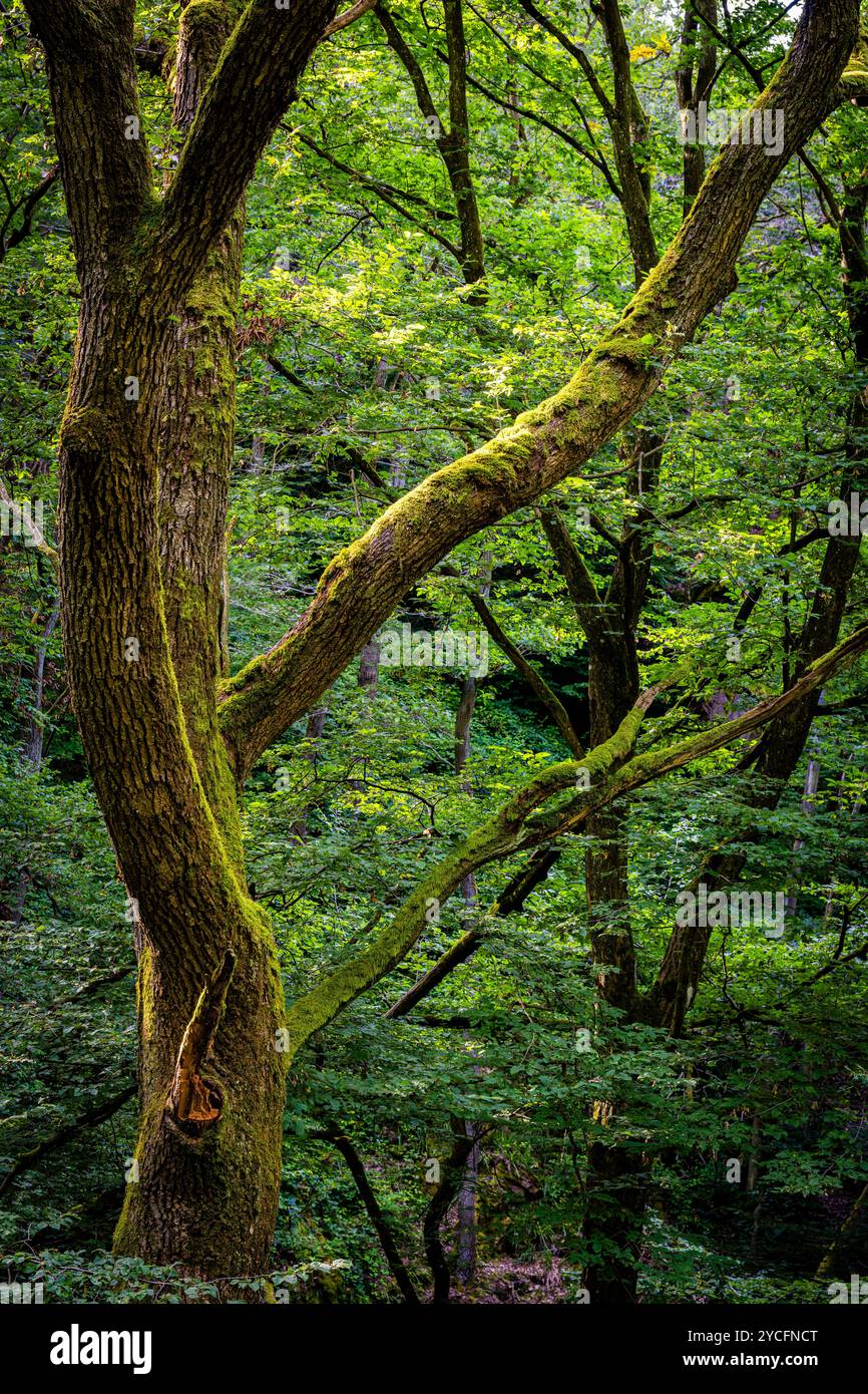 Morgenbachtal im Binger Wald ist das Tal auch Teil des Rheinburgenweges und des Soonwaldsteigs. Stockfoto