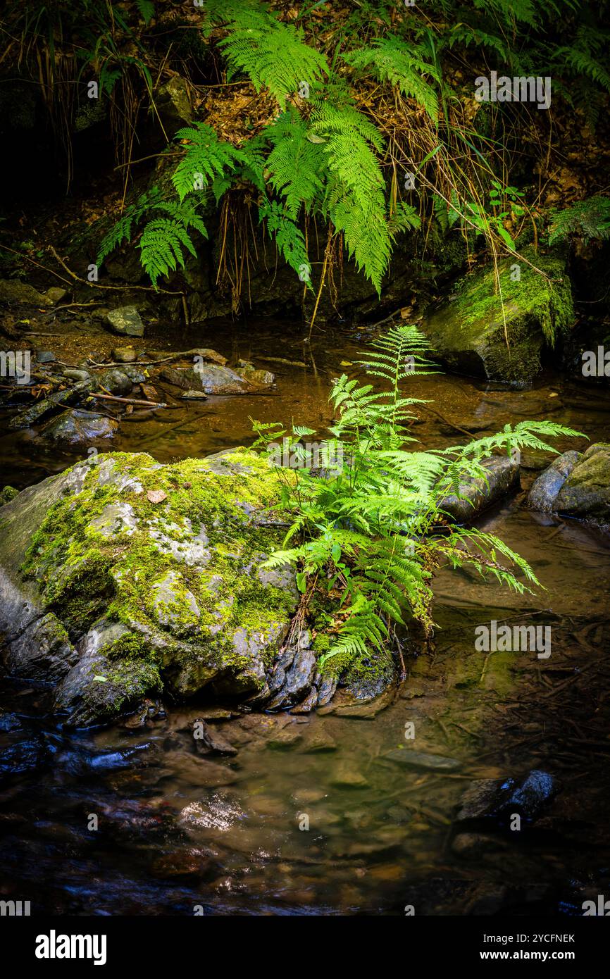 Morgenbachtal im Binger Wald ist das Tal auch Teil des Rheinburgenweges und des Soonwaldsteigs. Stockfoto