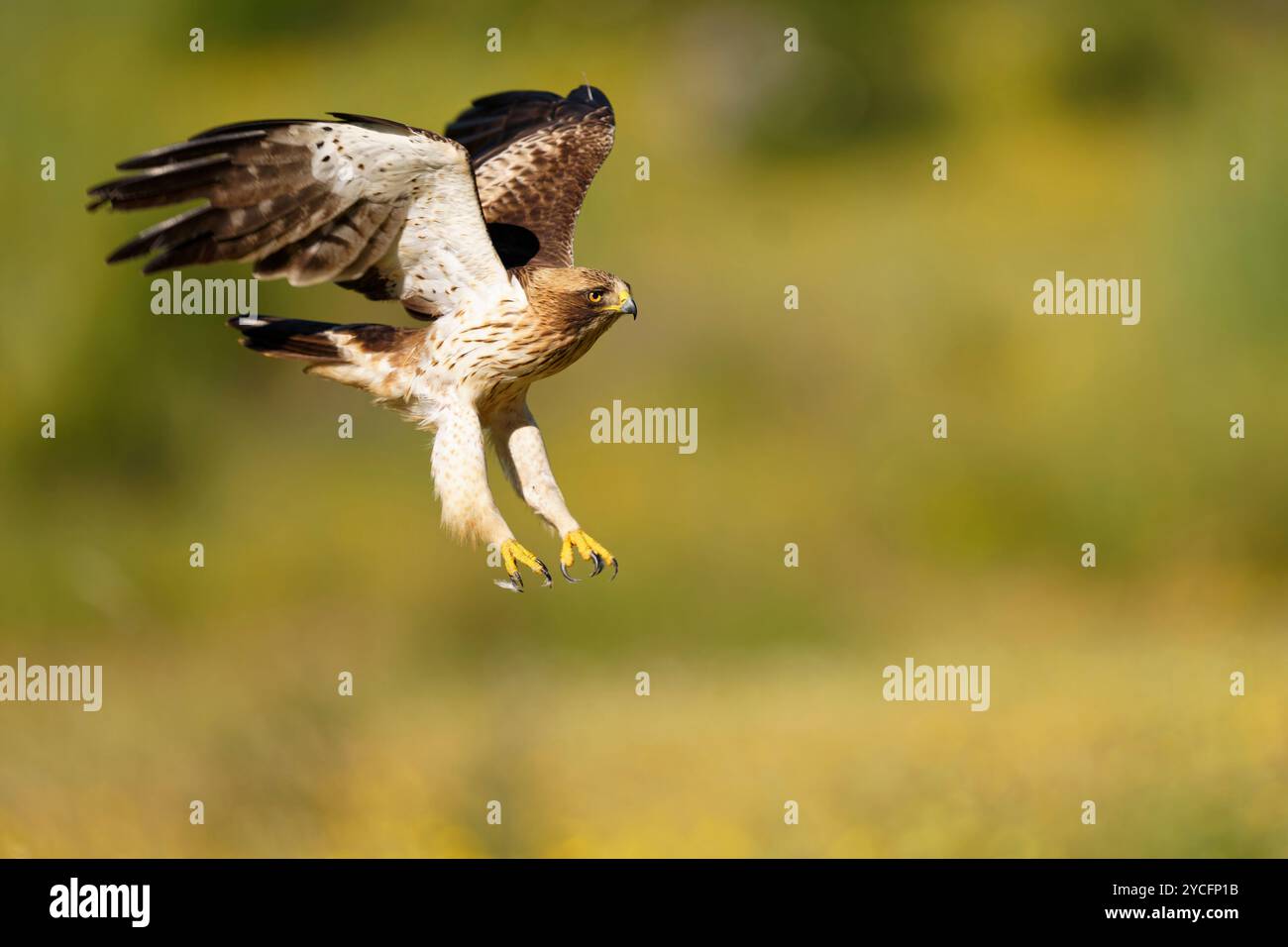 Gebooteter Adler (Hieraaetus pennatus) im Flug, Extremadura, Spanien Stockfoto