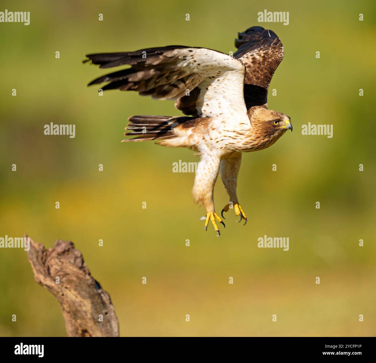 Gebooteter Adler (Hieraaetus pennatus) im Flug, Extremadura, Spanien Stockfoto