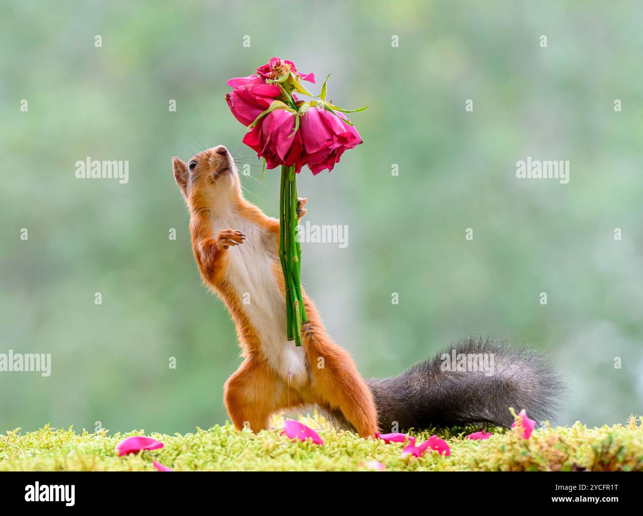 Red Eichhörnchen hält einen Strauß Rosen Stockfoto