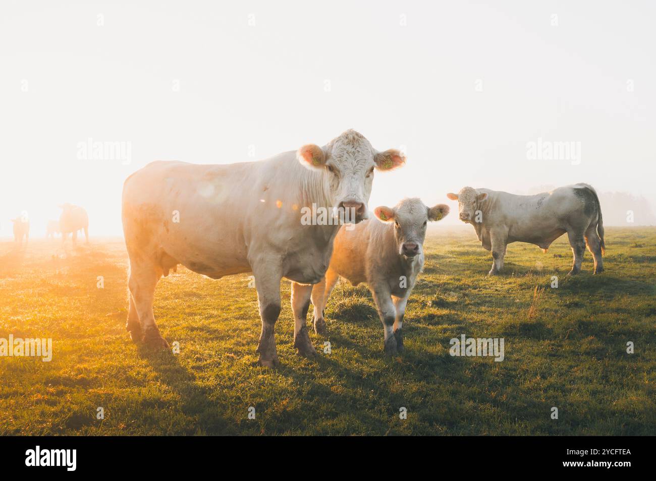 Herde von Charolais-Rindern auf einer Weide im warmen Morgenlicht. Im Vordergrund ein Stier, eine Kuhmutter und ein Jungtier Stockfoto