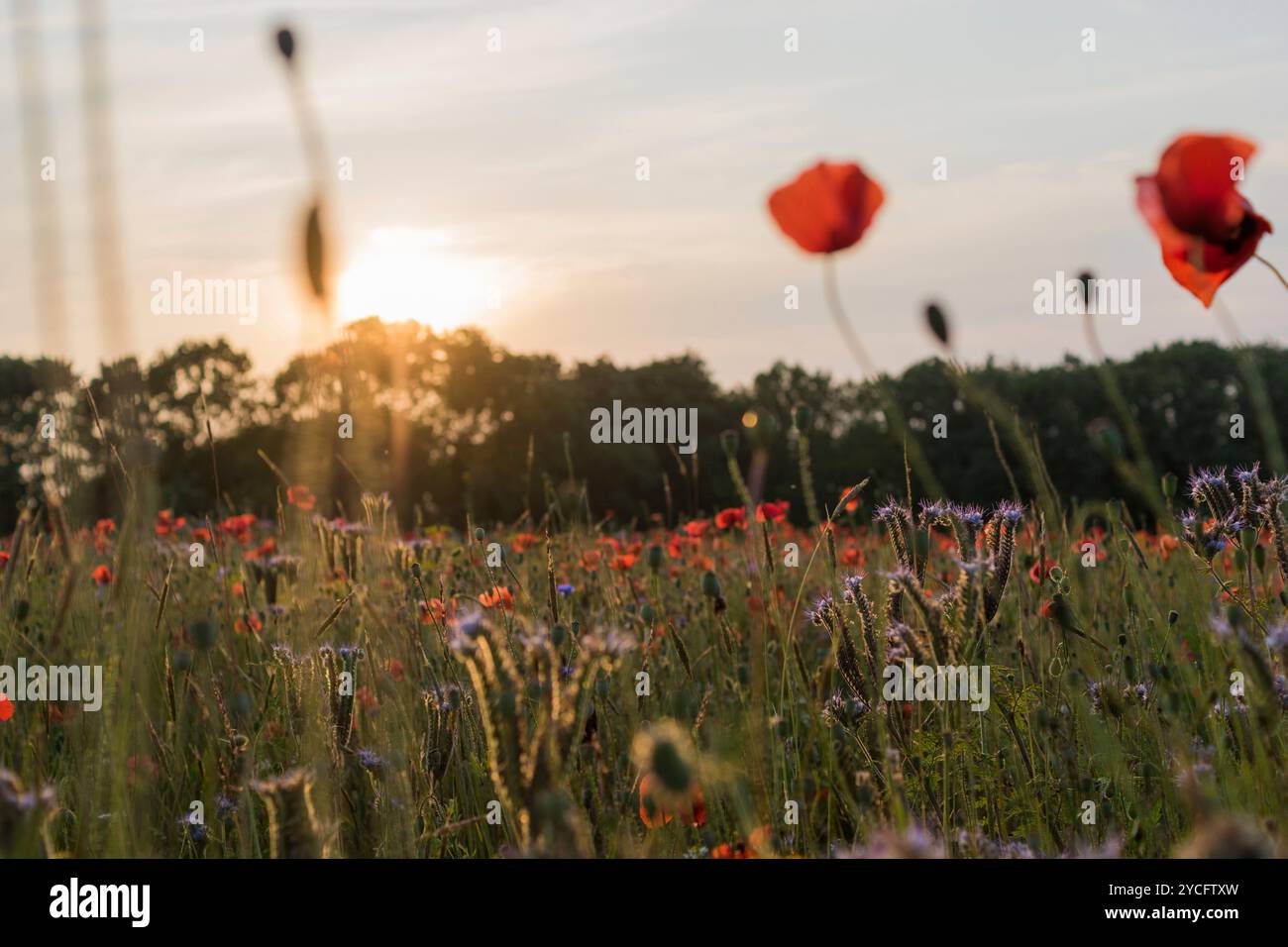 Wildblumenwiese in der untergehenden Sonne. Fokus im Hintergrund. Stockfoto