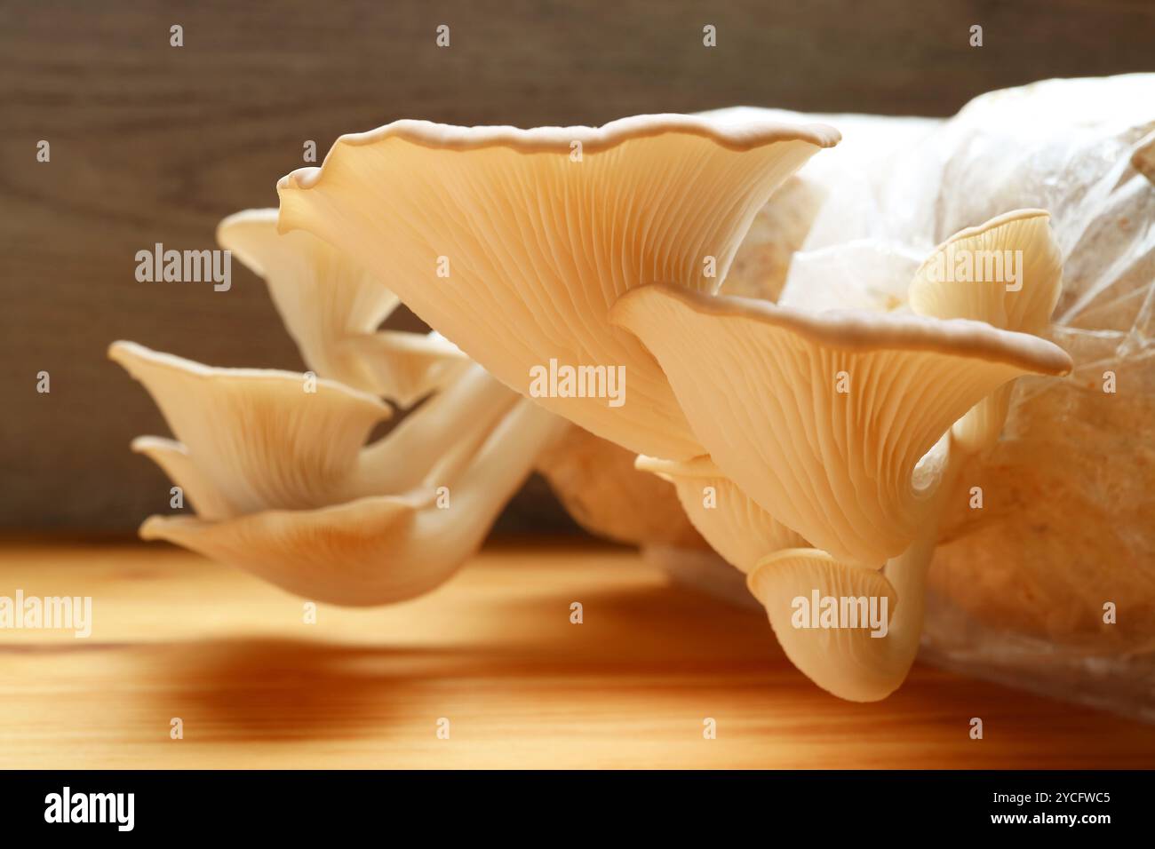Großaufnahme der Reifen indischen Austernpilze (Pleurotus Pulmonarius) erstaunliche Textur Stockfoto