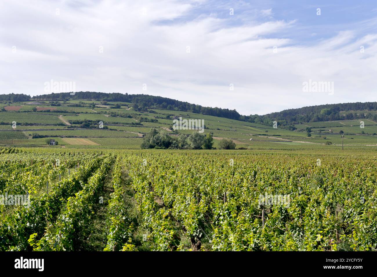 Weinberge in der Nähe von Beaune, Burgund, Frankreich Stockfoto