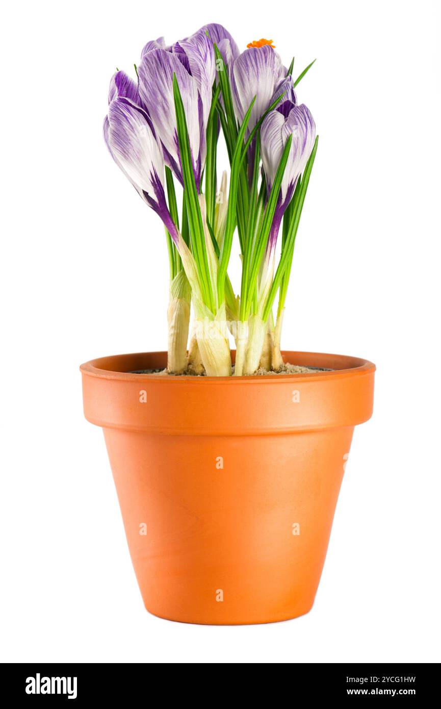 Krokusse im Terrakotta-Aufschäumtopf Stockfoto