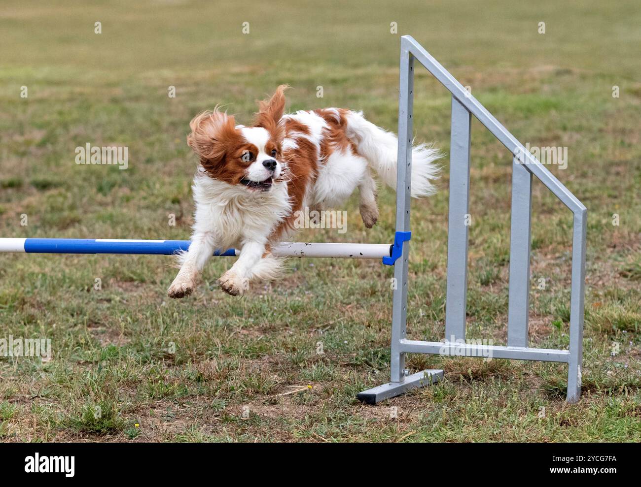 Wettkampf der Agilität mit Hund im Herbst Stockfoto