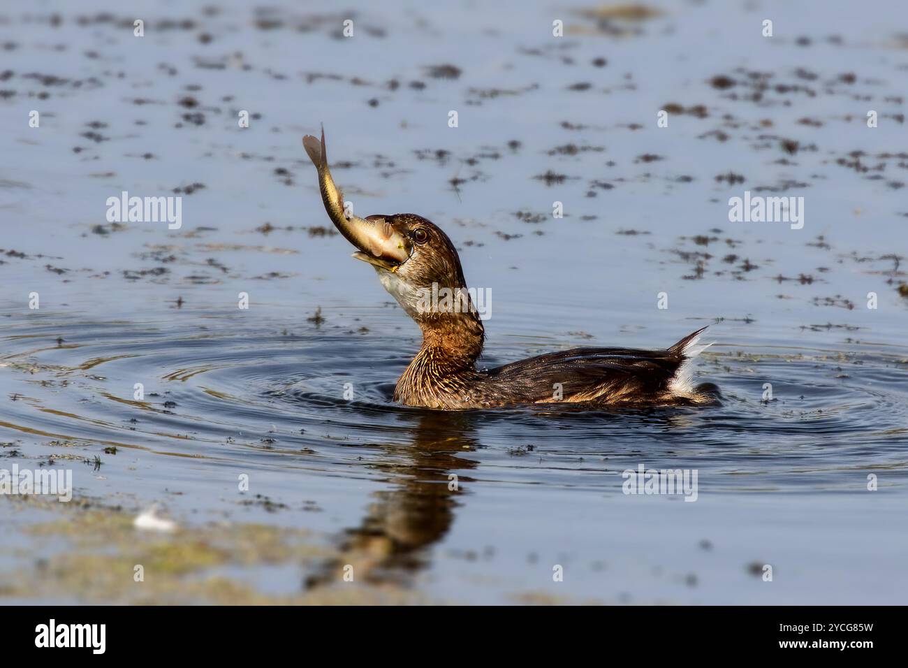 Rattenschnabelschnabel ( Podilymbus podiceps) mit gefangenem Fisch Stockfoto