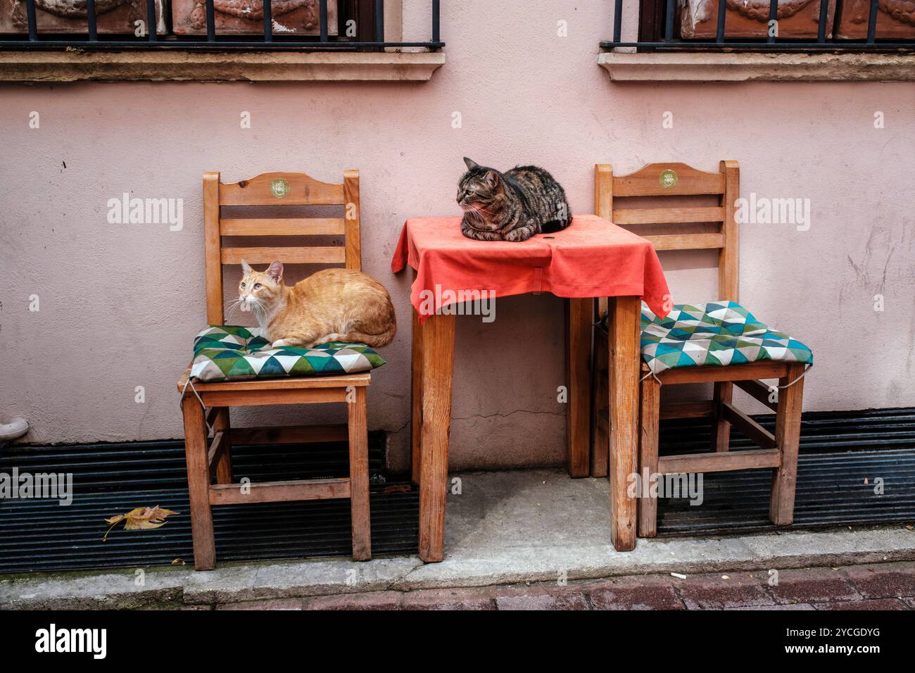 Zwei Katzen sitzen auf einem Tisch und Stuhl auf der Straße, Istanbul, Türkei Stockfoto