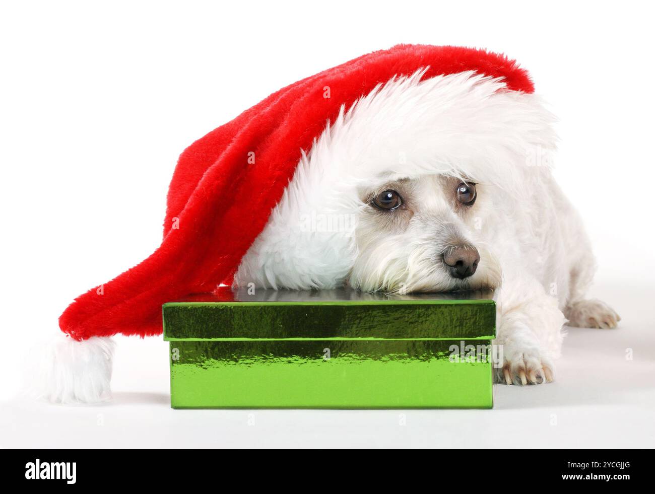 Hündchen Weihnachten Stockfoto