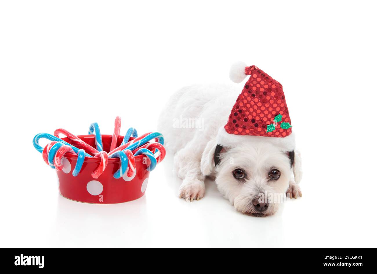 Niedlichen Hund mit Weihnachtsplätzchen Stockfoto