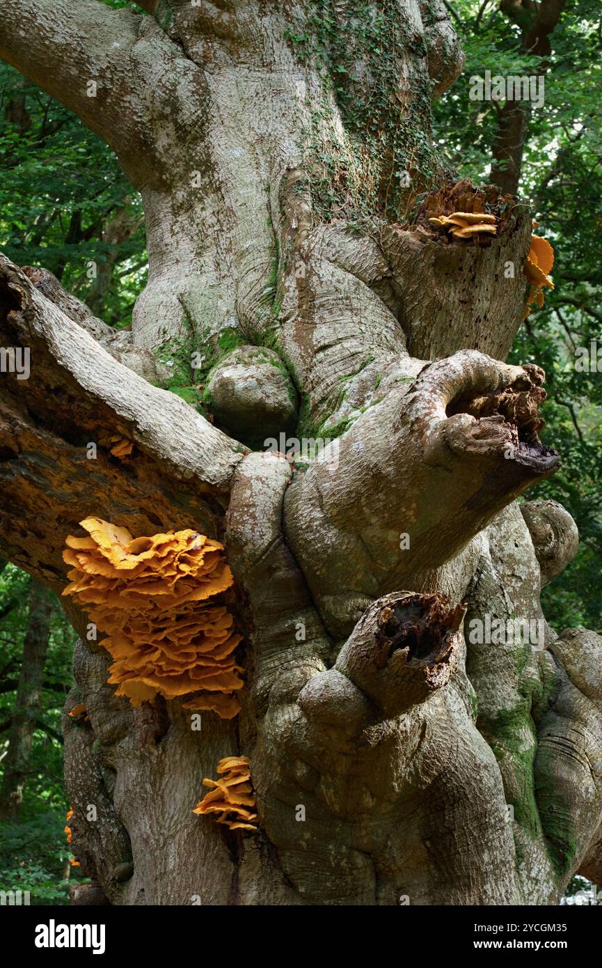 Large Flush of Huhn of the Woods Pilz, Pilz, Laetiporus sulphureus, wächst auf Einem sterbenden Baum, New Forest UK Stockfoto