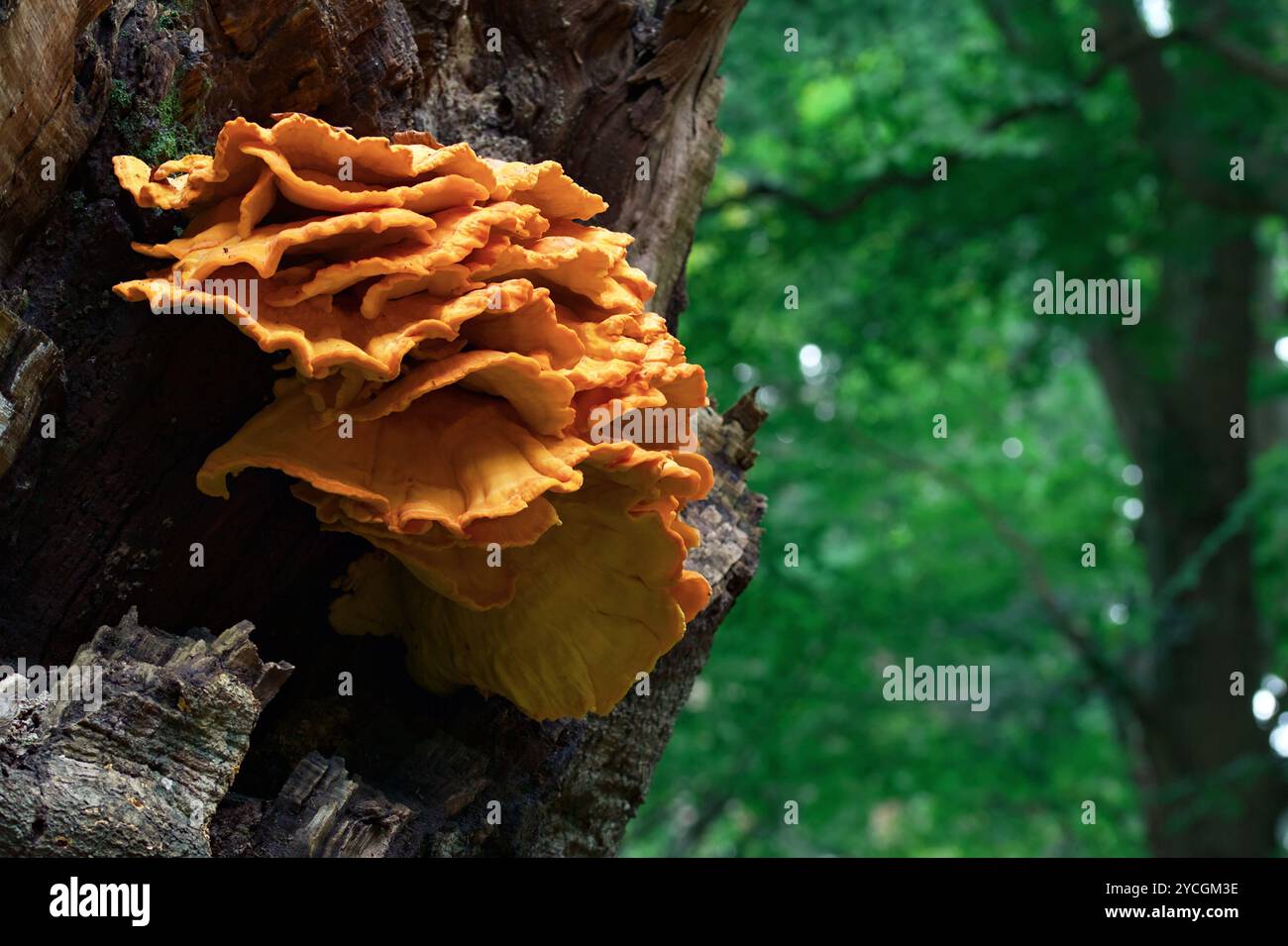 Large Flush of Huhn of the Woods Pilz, Pilz, Laetiporus sulphureus, wächst auf Einer sterbenden Eiche, New Forest UK Stockfoto