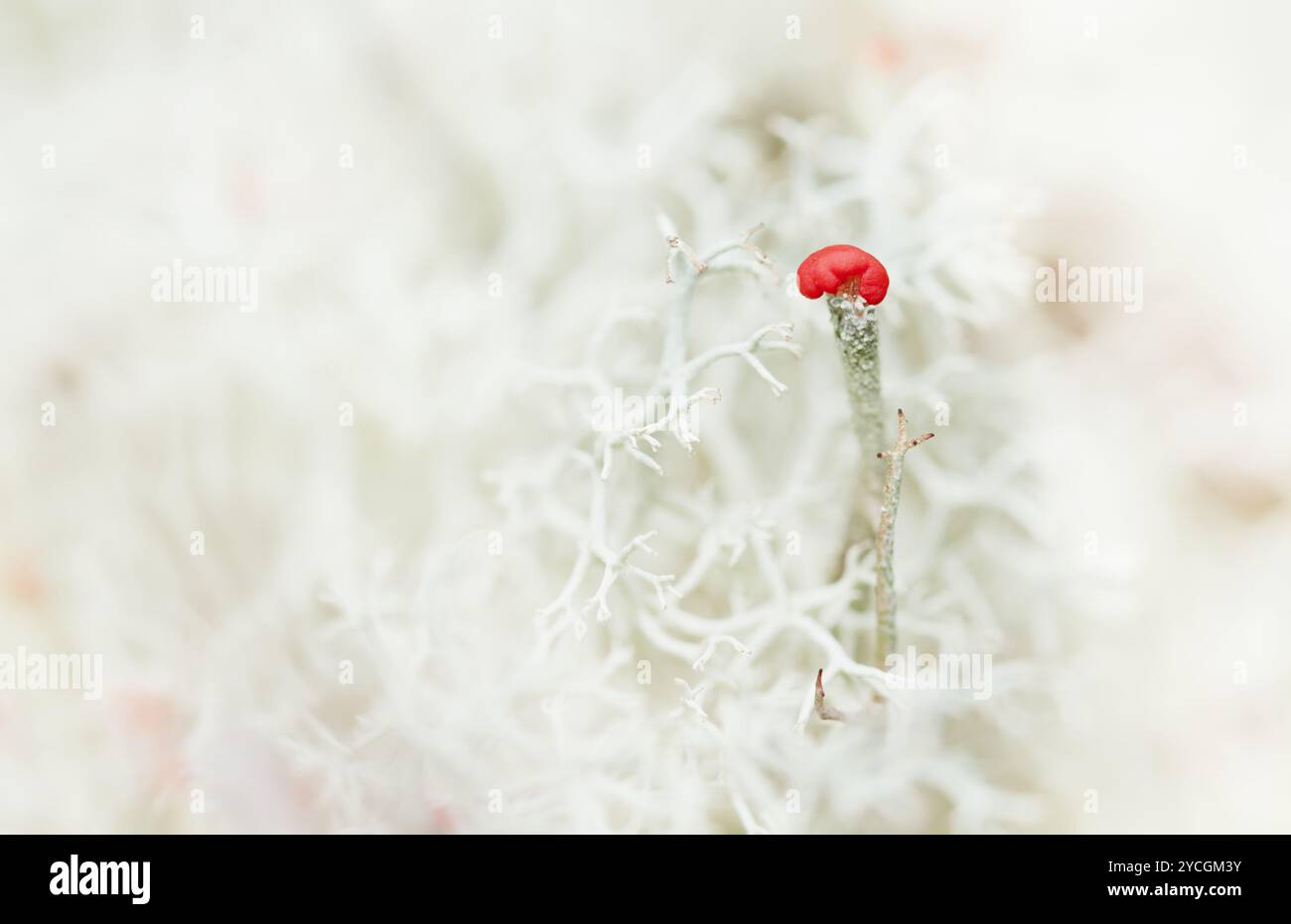 Isolierter Stiel der Flechte Cladonia macilenta, Lipstick Cup Flechte, New Forest UK Stockfoto