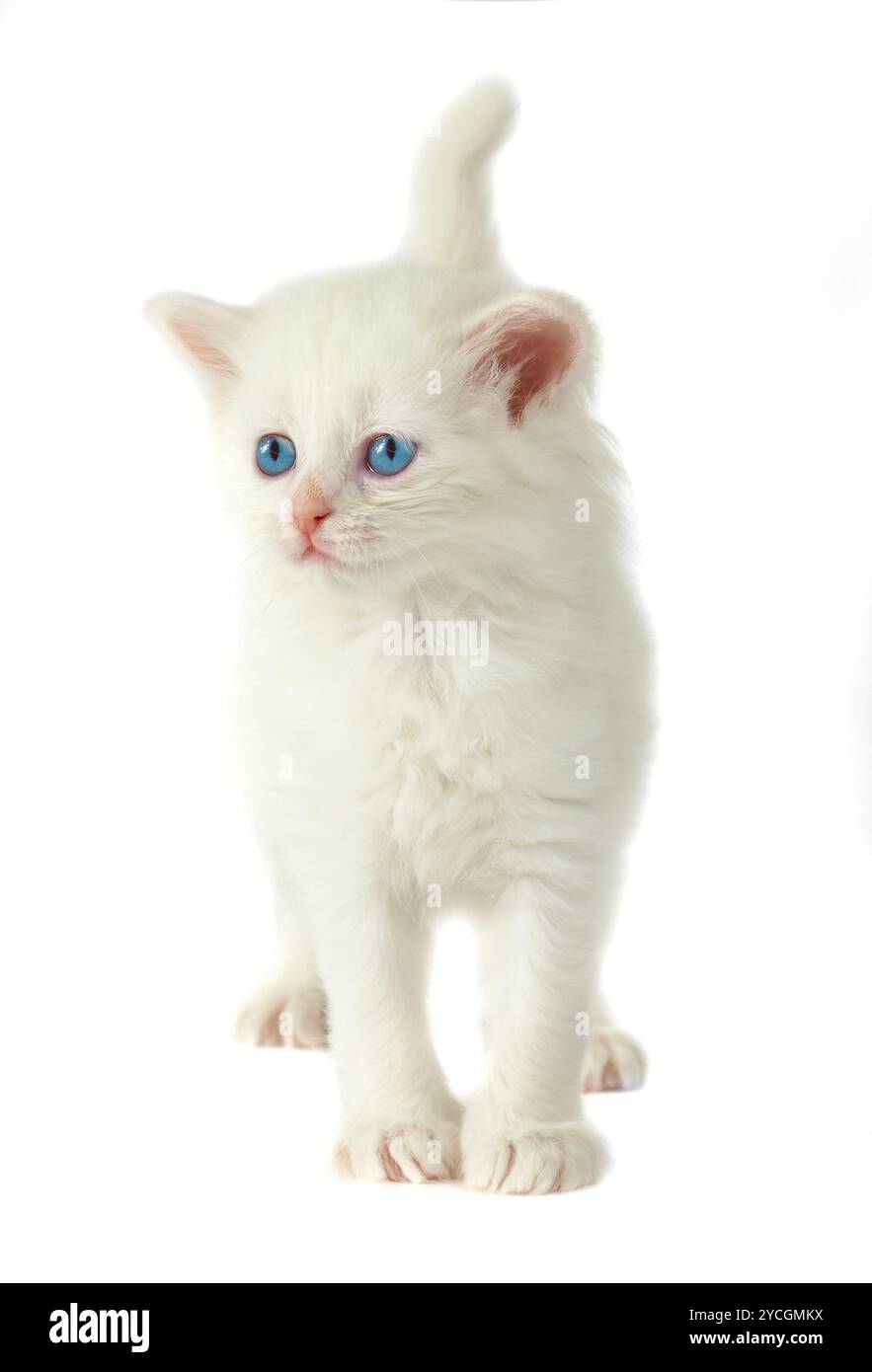 Weißes Kätzchen mit blauen Augen. Stockfoto