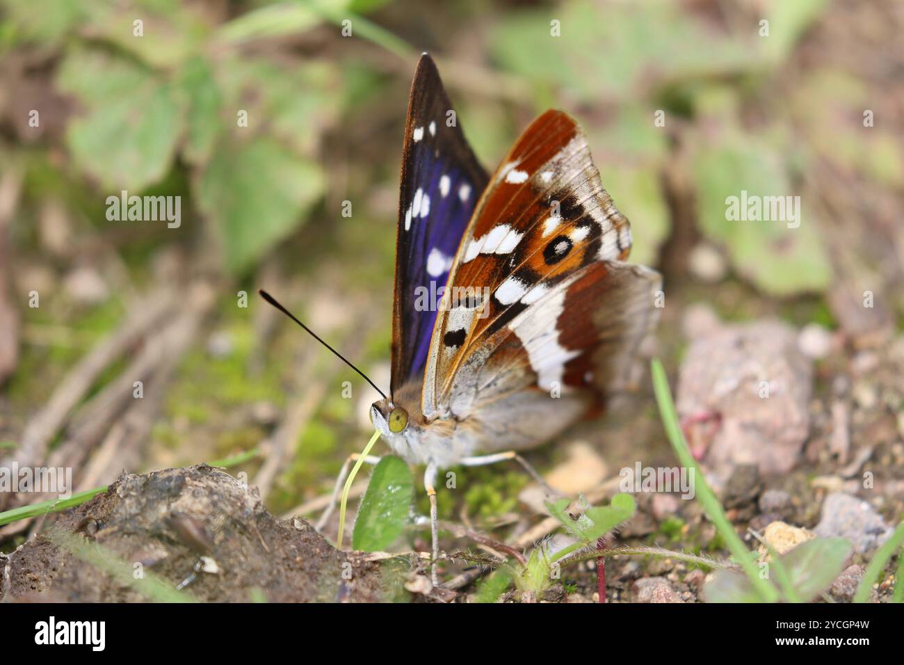 Lila Kaiser Schmetterling männlich - Apatura Iris Stockfoto