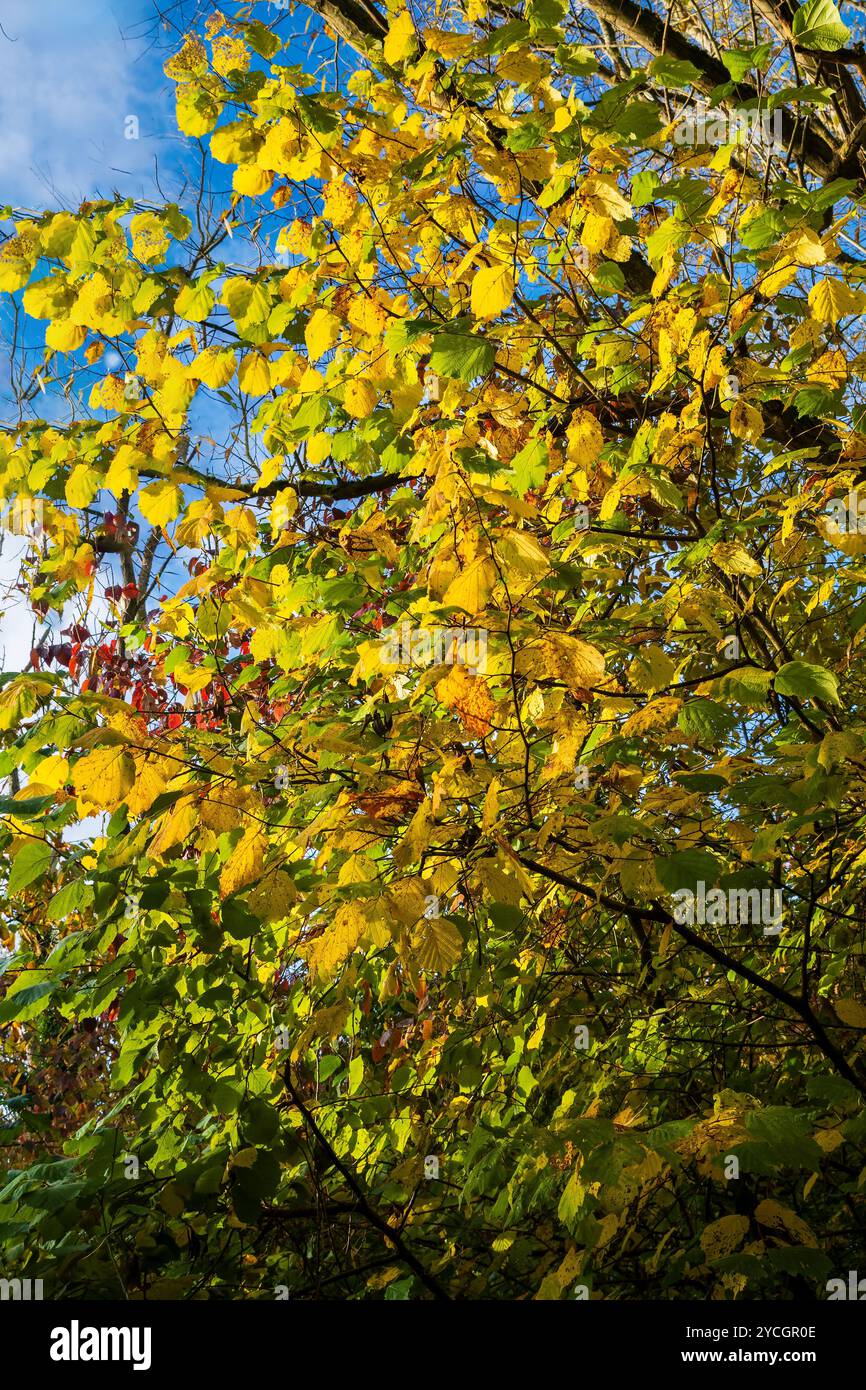 Sonnenlicht mit Hintergrundbeleuchtung auf Blättern. Stockfoto
