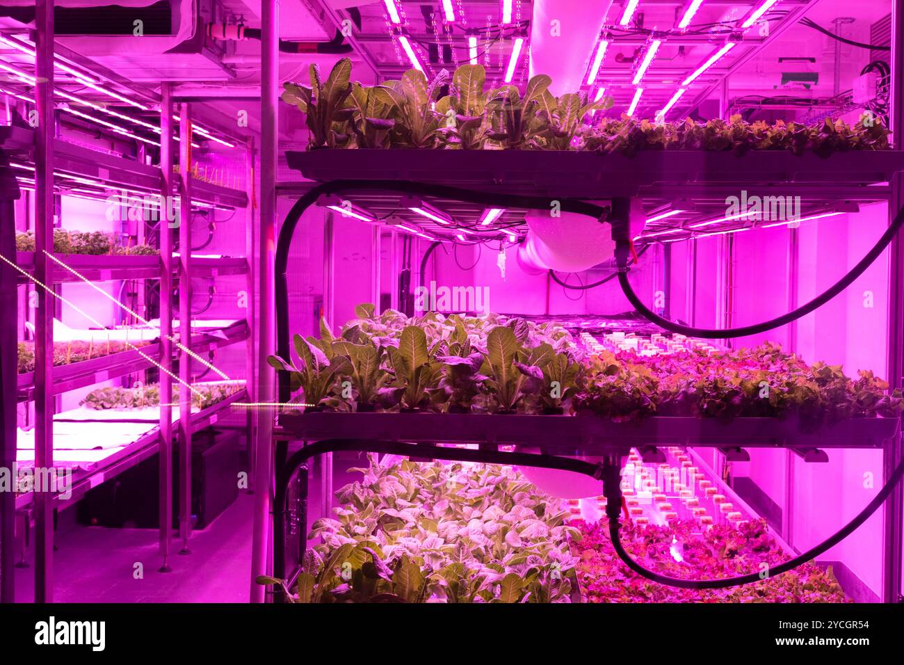 Licht aus künstlichen Quellen, die im Gartenbau eingesetzt werden Stockfoto