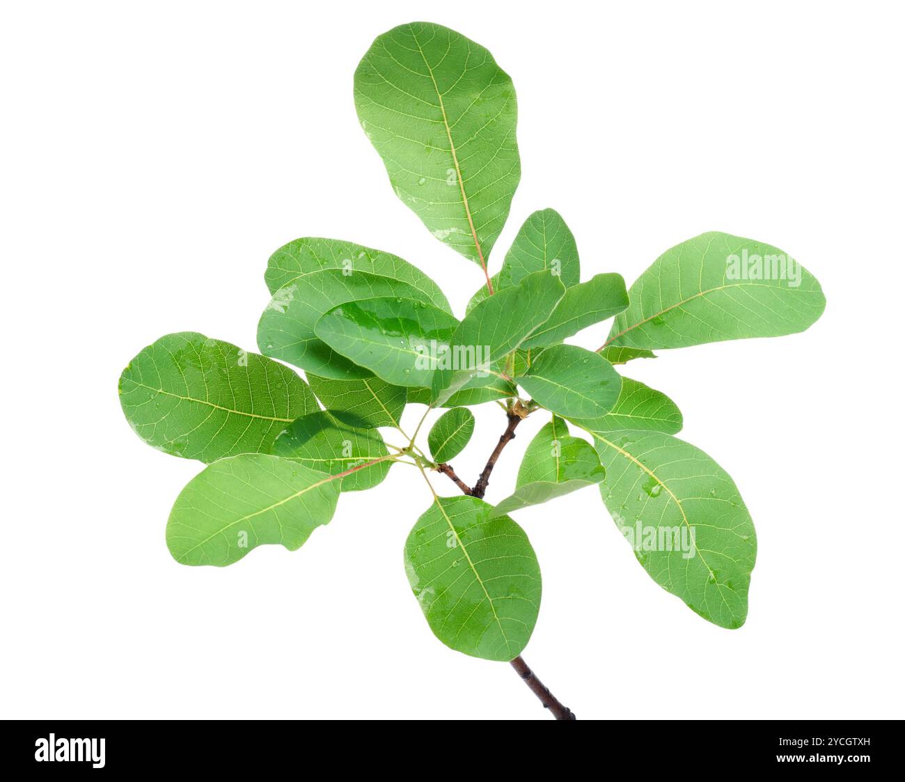 Federblättern Stockfoto