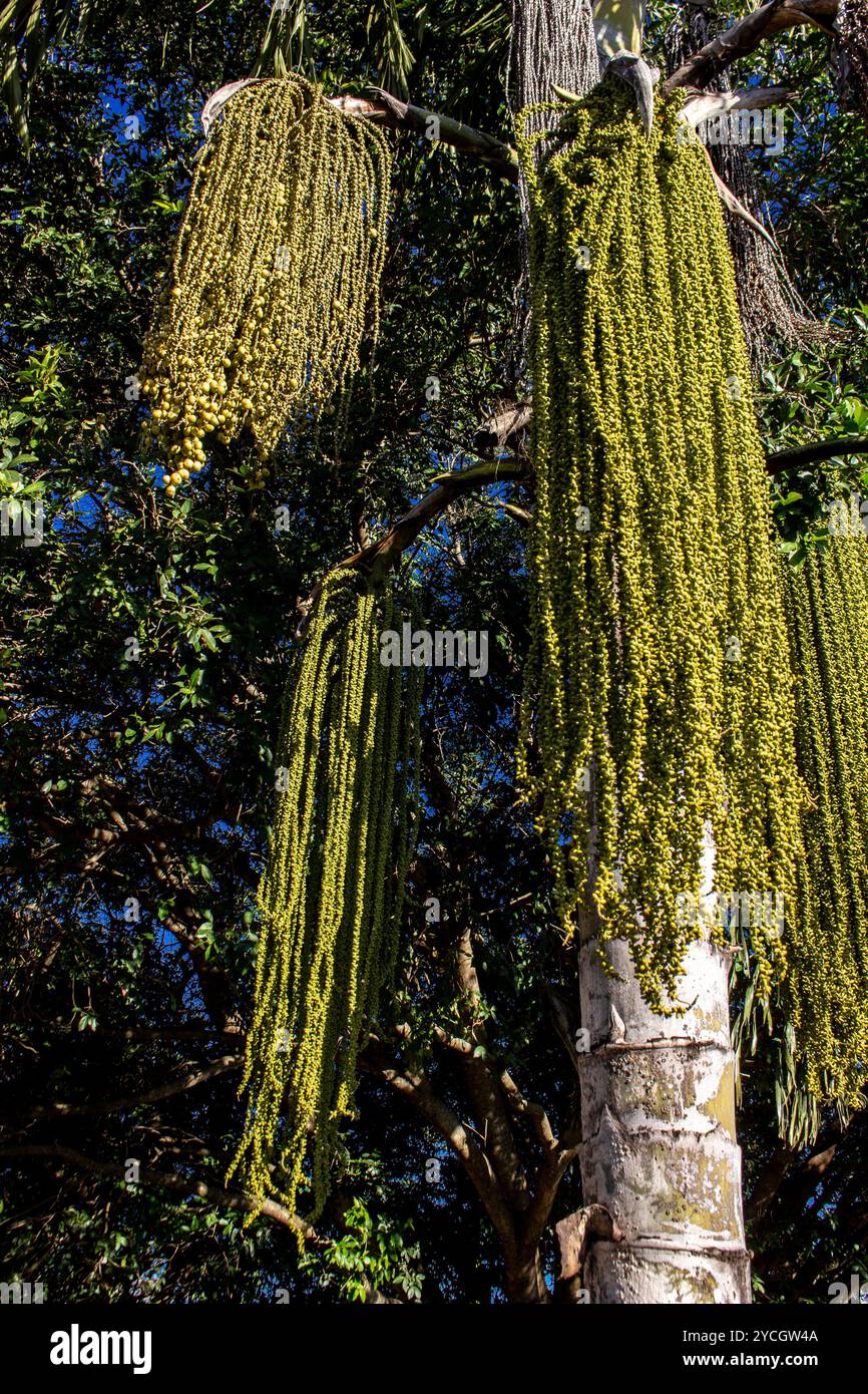 Fischschwanzpalme ( Caryota ) auf einem Bauernhof in Brasilien Stockfoto