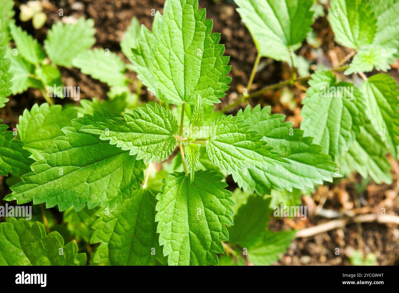Ein kleiner Busch Brennnessel wächst im Garten. Nach dem Kochen können junge Brennnesselpflanzen als Gemüse gegessen werden, in einigen köstlichen Gerichten. Stockfoto
