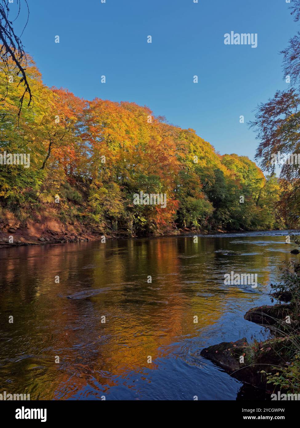 Ein breiter Abschnitt des langsam fließenden Riner North Esk am Edzells River Walk mit den goldenen Reflexen der Bäume im Wasser. Stockfoto