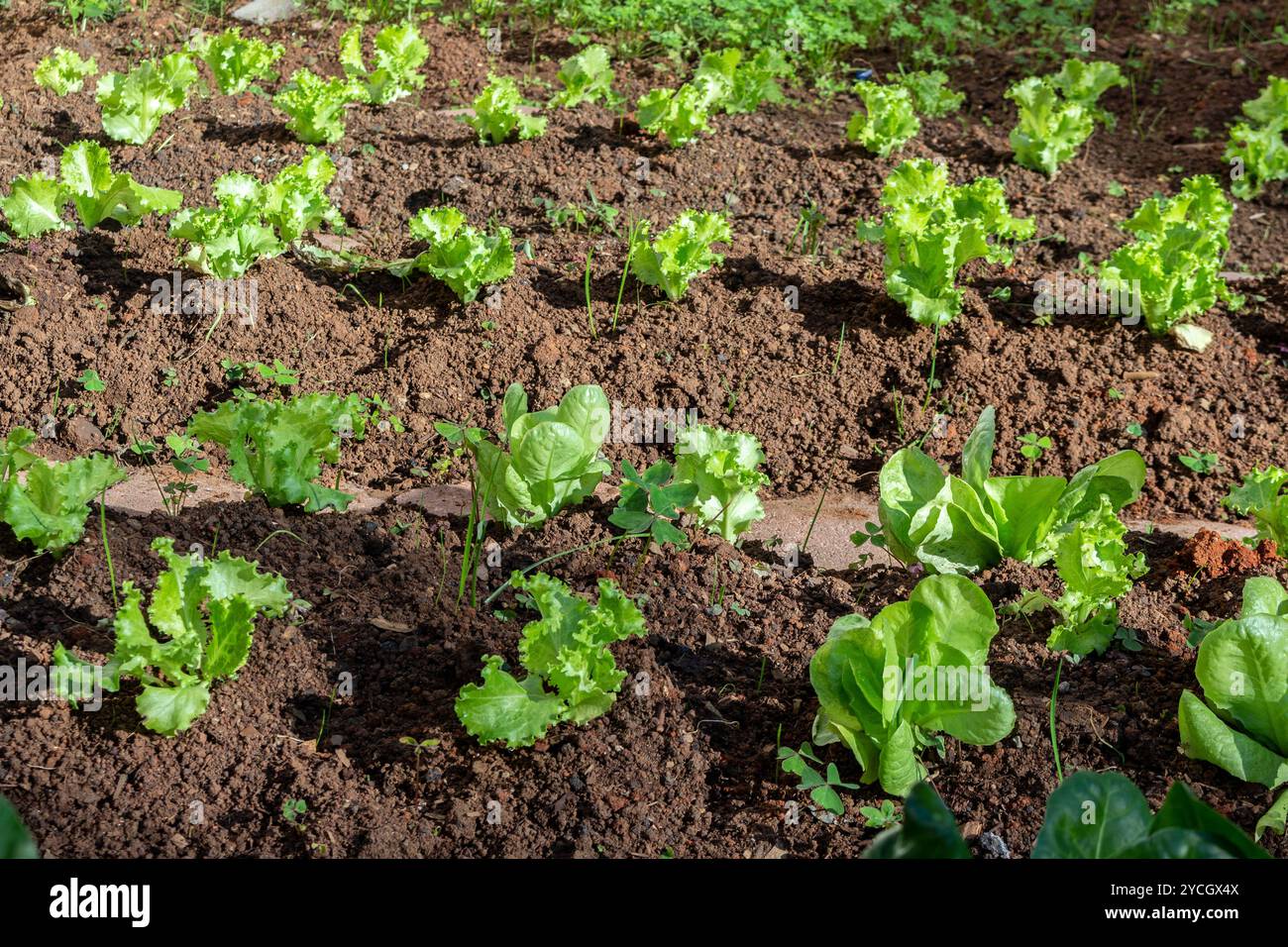 Gemüsegarten. Kräuter und Gemüse im Garten. Ungiftiges Gemüse. Stockfoto