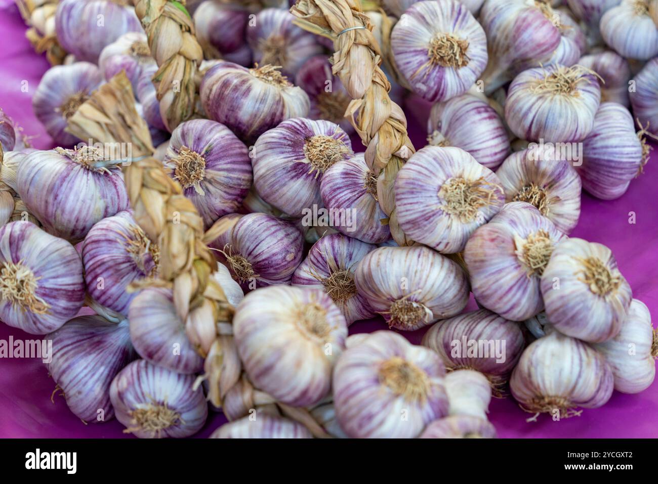 Viele frische Knoblauchzwiebeln in violettem Ambiente Stockfoto