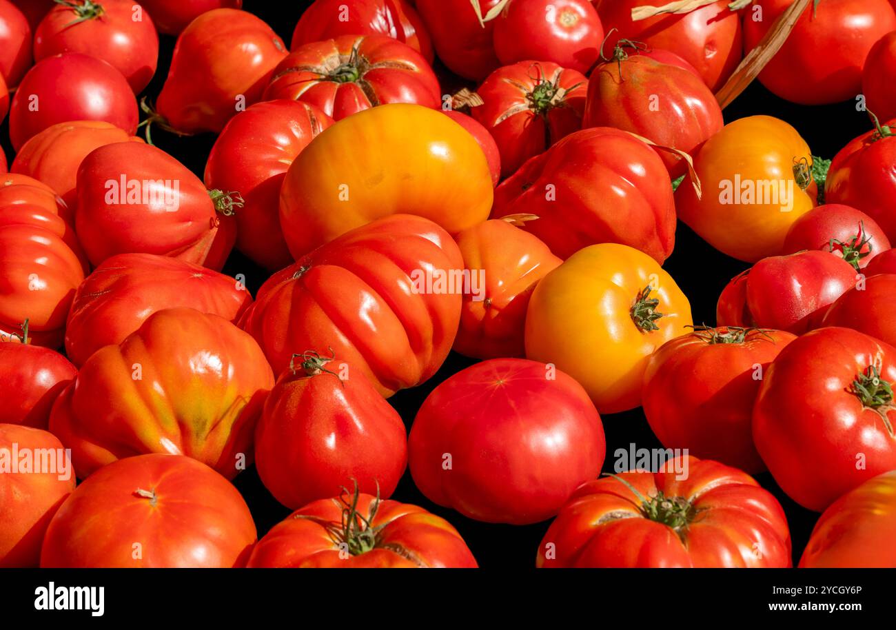 Detailaufnahmen im Vollformat mit vielen sonnigen, frischen Tomaten Stockfoto