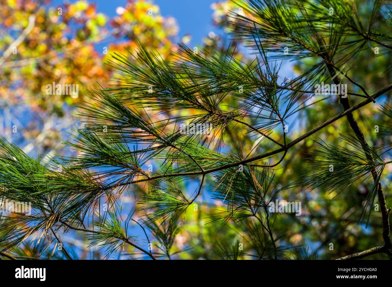 Pine Branch on the Path, Massachusetts, USA Stockfoto