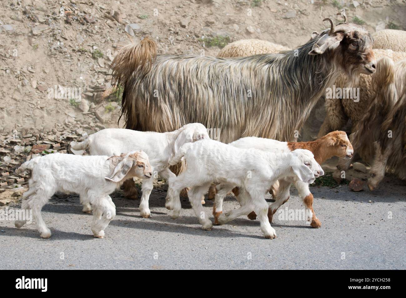 Kinder Ziege und kaschmir (paschmina) Ziegen aus Indien Stockfoto